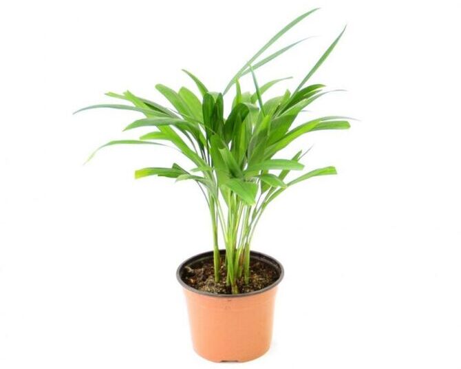 Фото сорта трехтычинковый