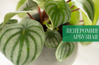 Фото арбузной пеперомии_главная