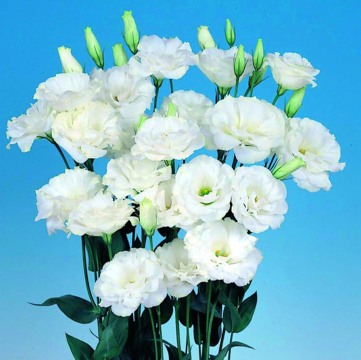 Фото серии Эхо